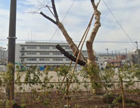 ���ӊ��@���w�Z 1600m �]�ː�旧�����쒆�w�Z